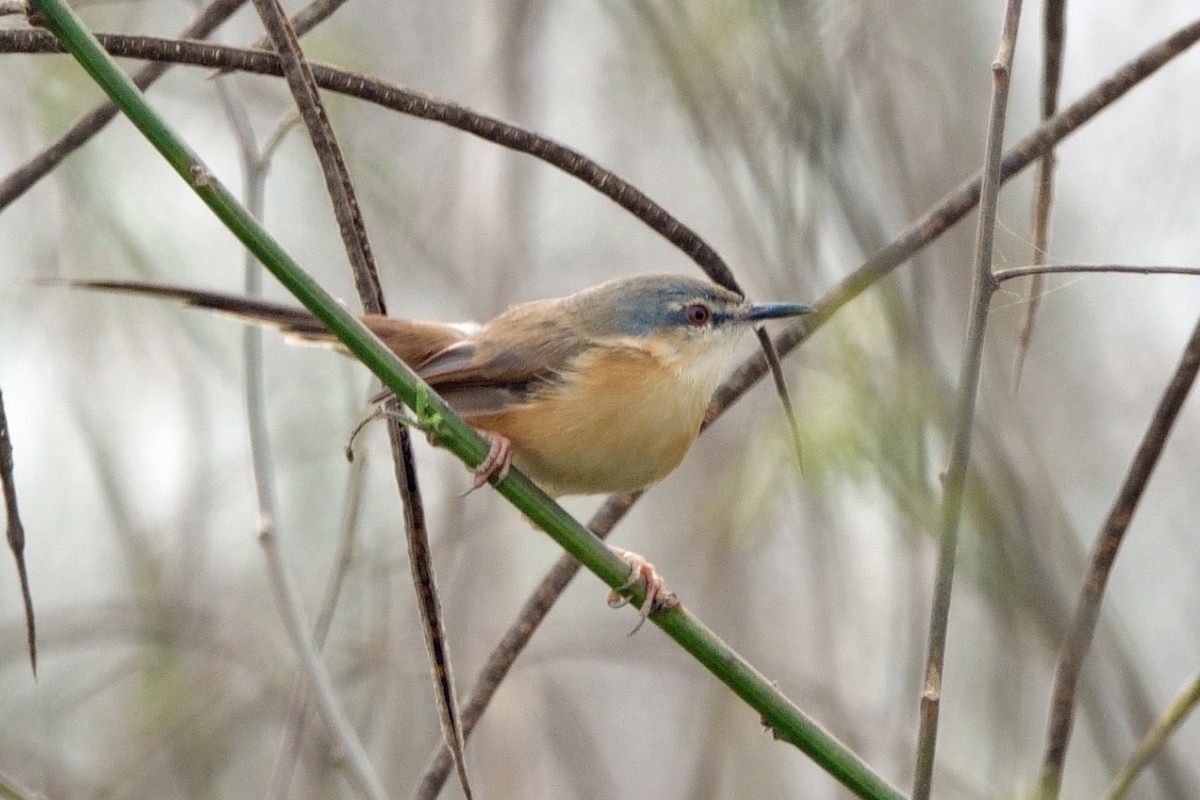 Ashy Prinia - ML646295669