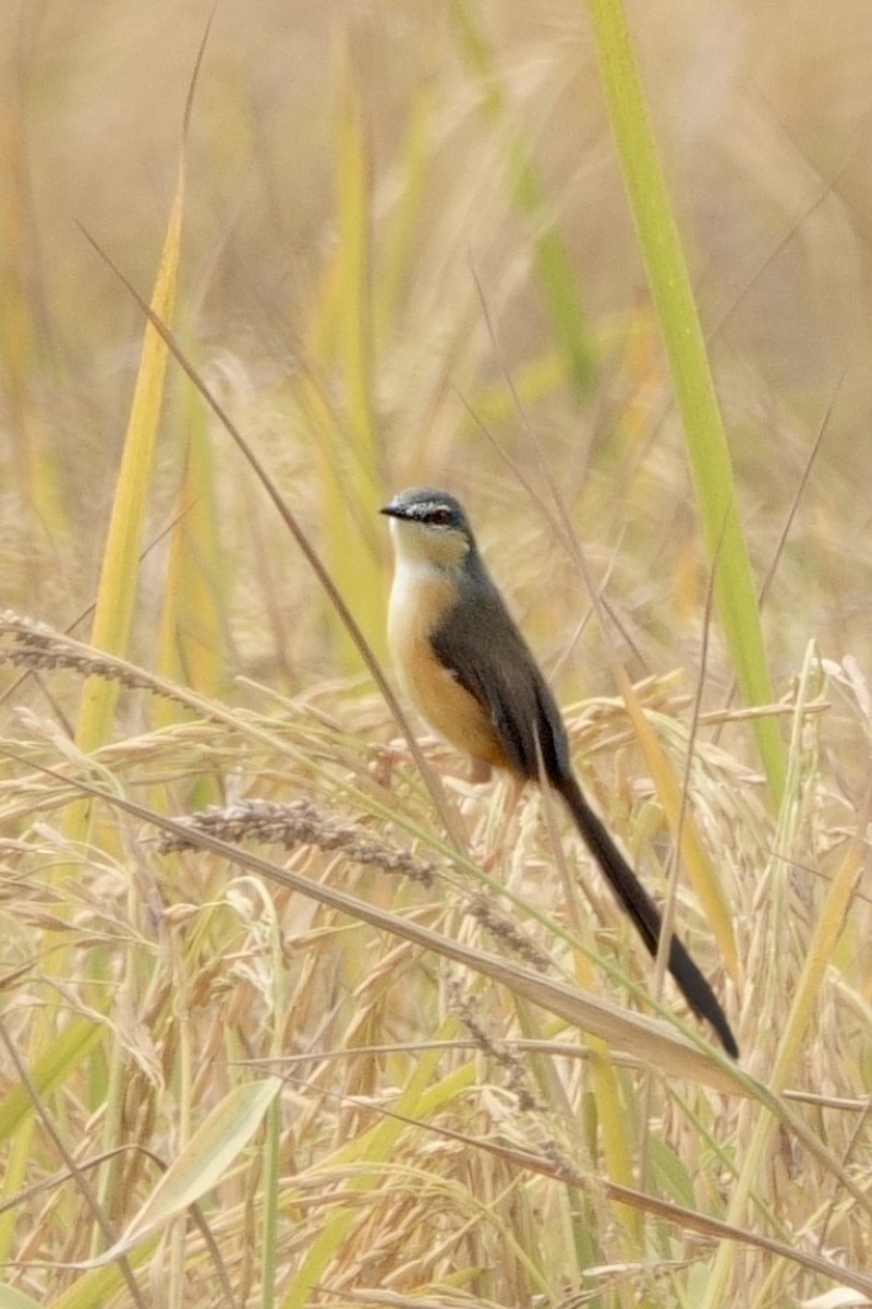 Ashy Prinia - ML646295670