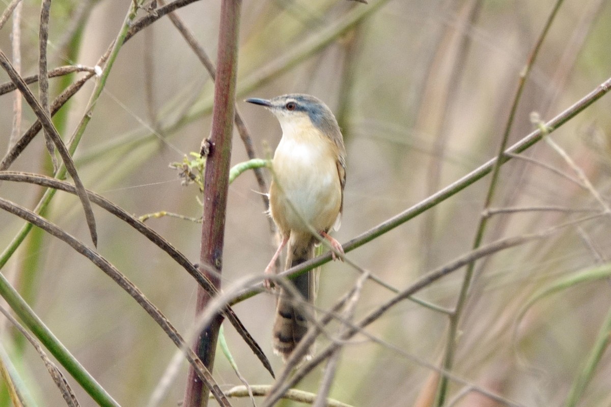 Ashy Prinia - ML646295671