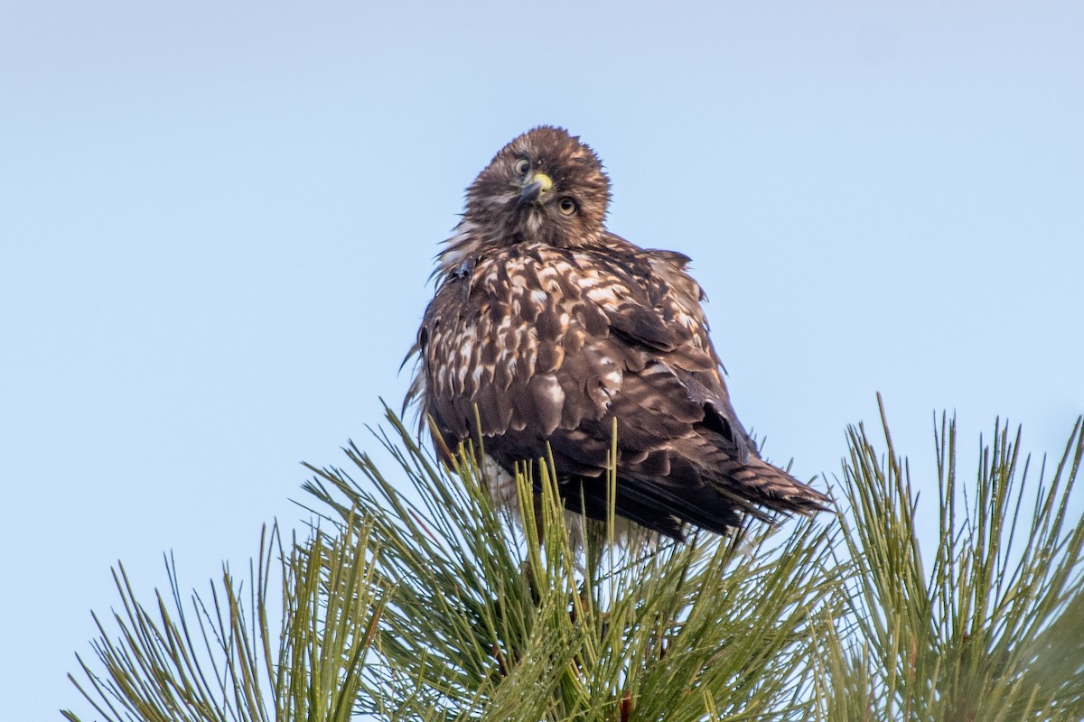 Busardo Colirrojo - ML646295672