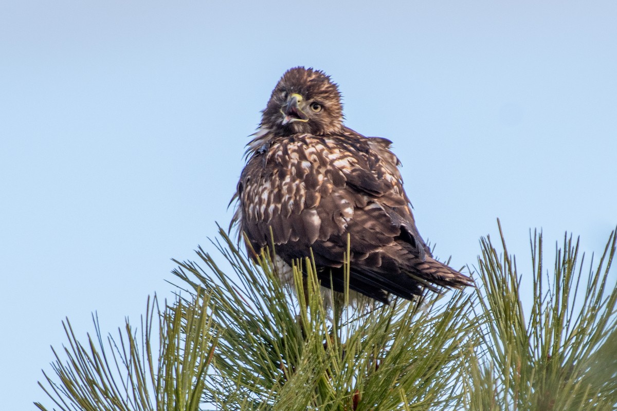 Busardo Colirrojo - ML646295673