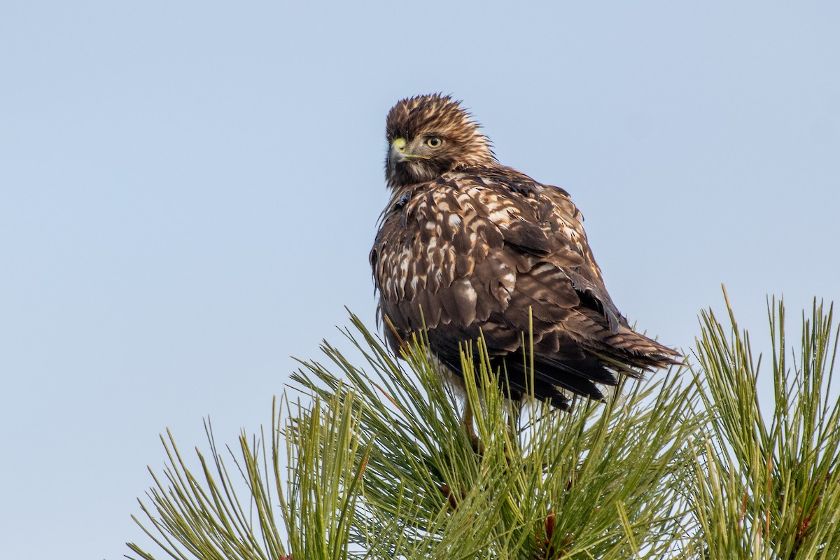 Busardo Colirrojo - ML646295674