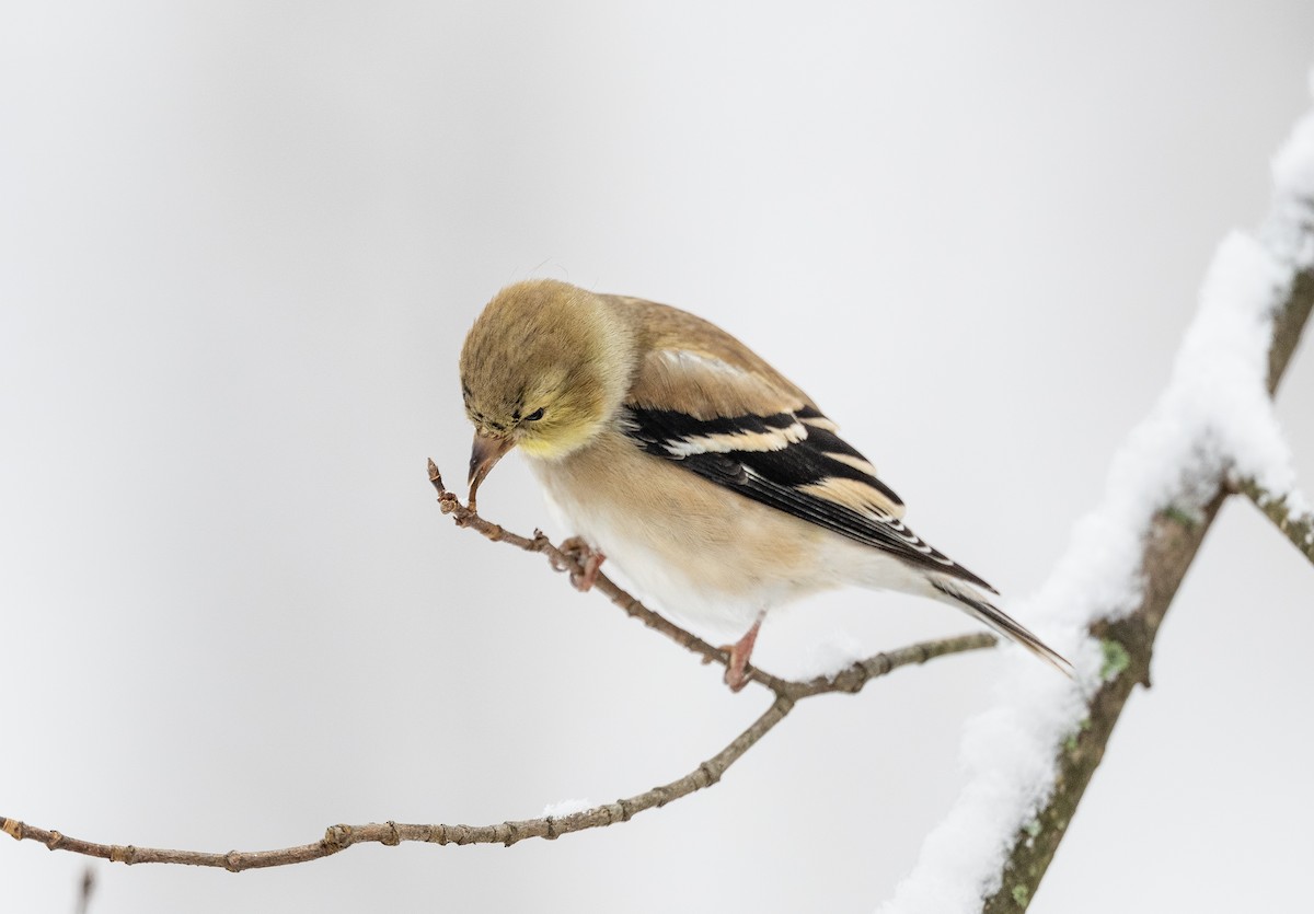American Goldfinch - ML646295675
