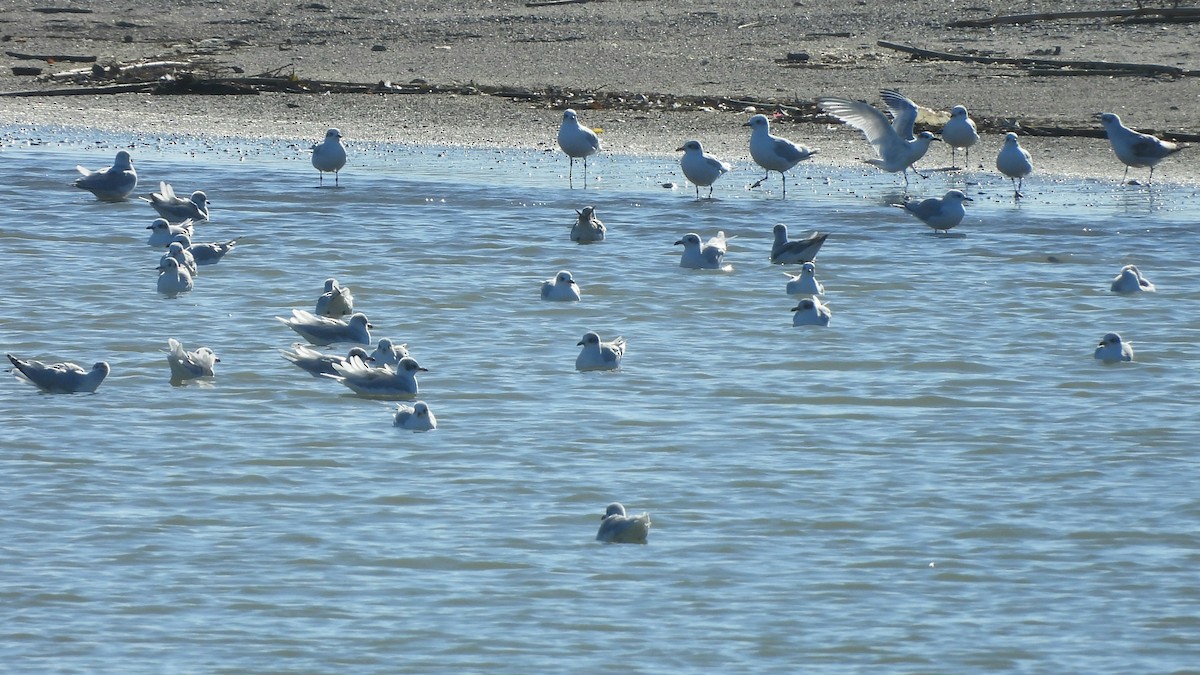 Mediterranean Gull - ML646295677