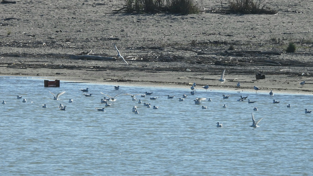 Mediterranean Gull - ML646295679
