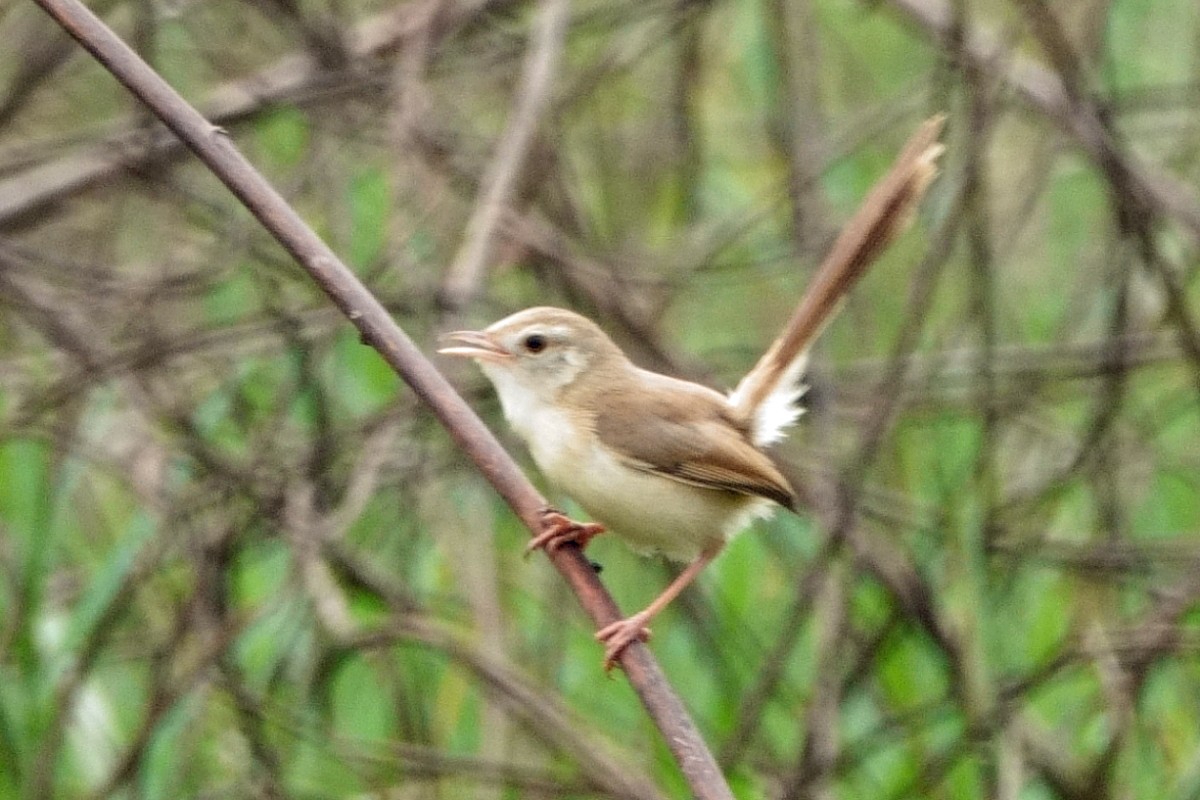 Plain Prinia - ML646295680
