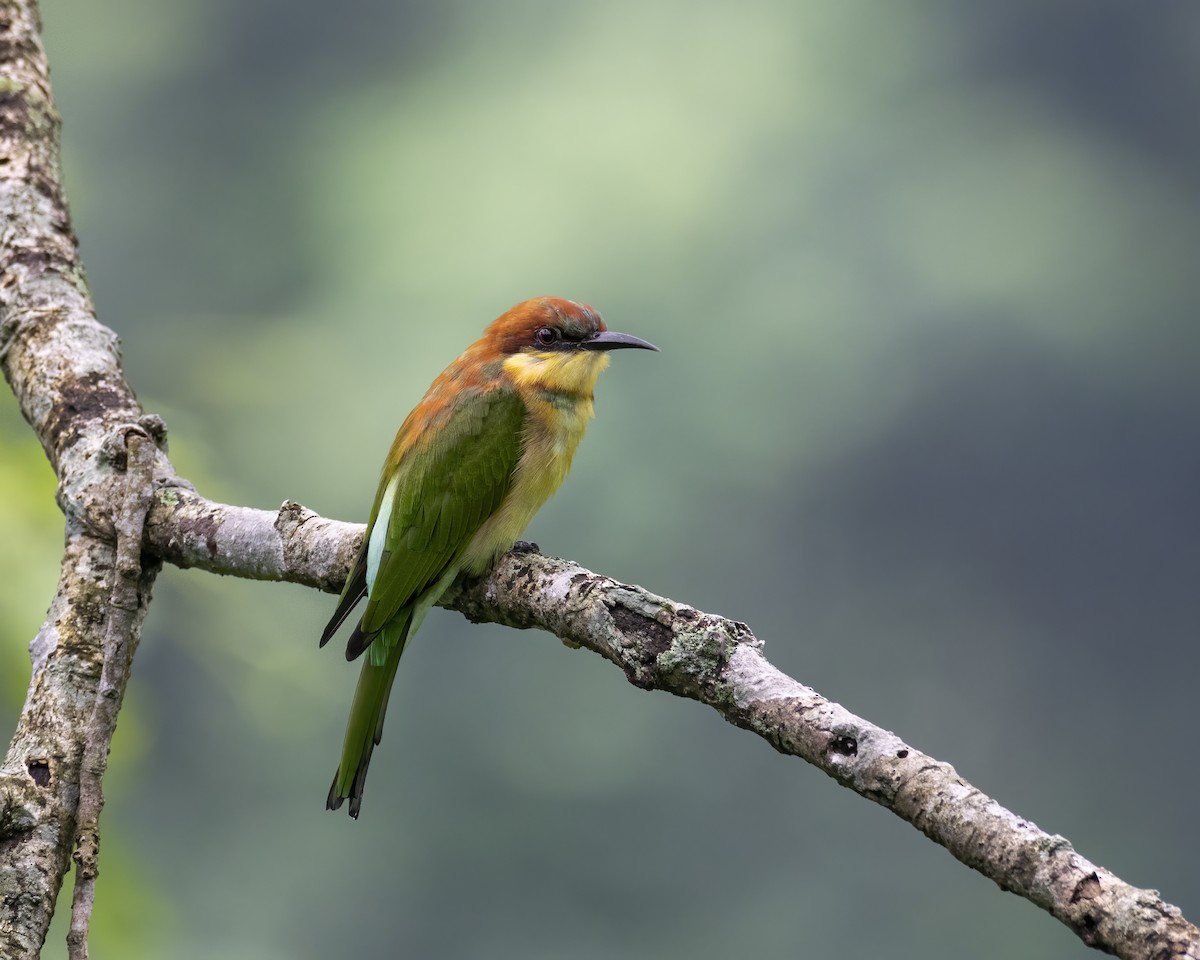 Chestnut-headed Bee-eater - ML646295681