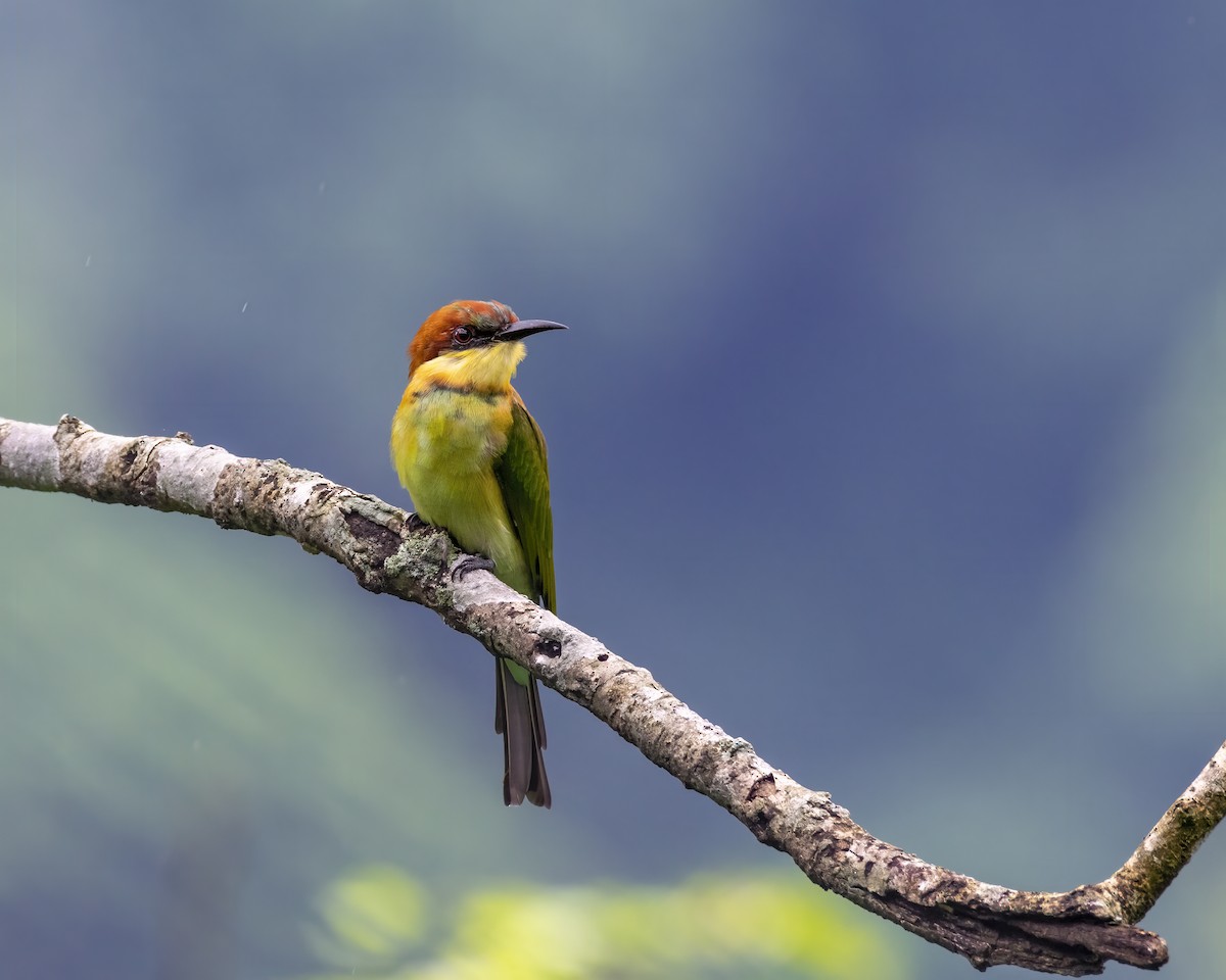 Chestnut-headed Bee-eater - ML646295683
