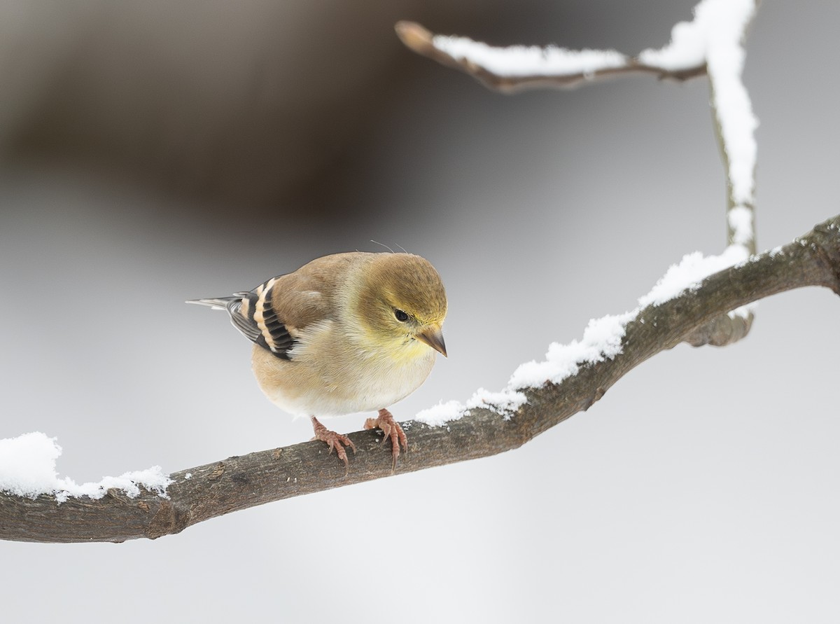 American Goldfinch - ML646295687