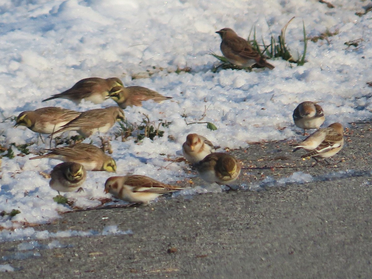 Snow Bunting - ML646295688