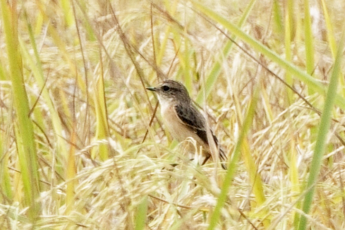 Siberian Stonechat - ML646295694
