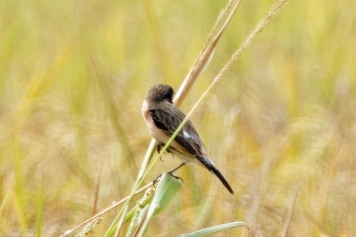 Siberian Stonechat - ML646295695