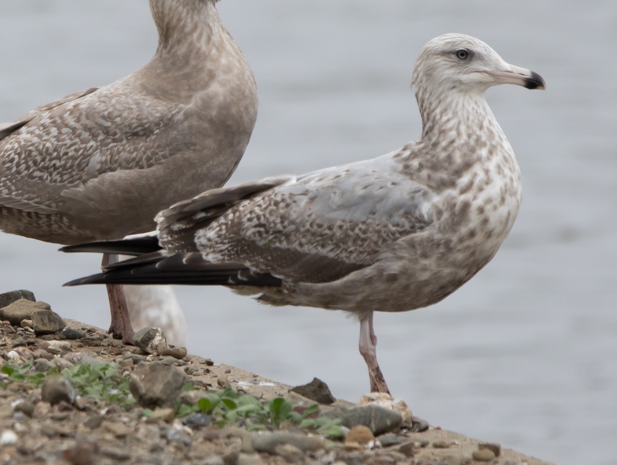 American Herring Gull - ML646295696