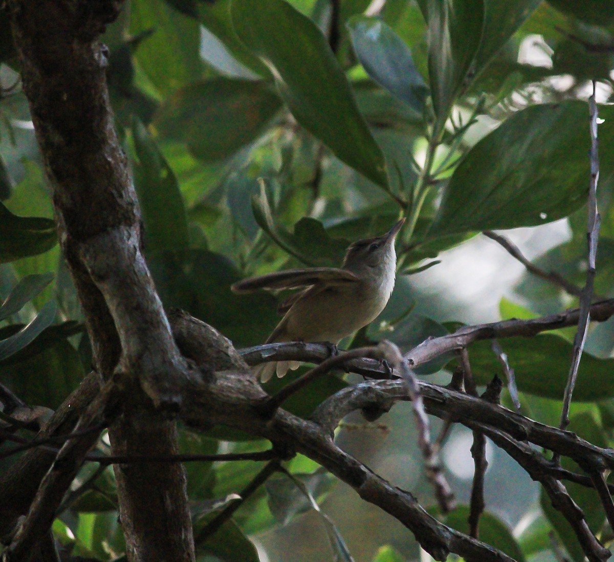 Clamorous Reed Warbler - ML646295697