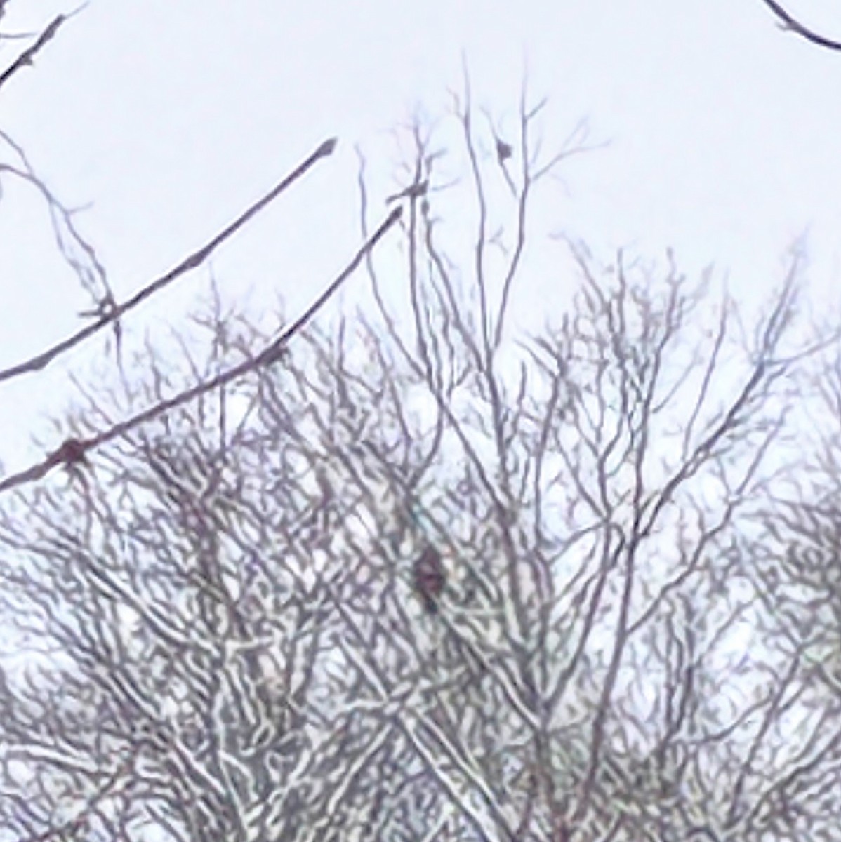 Busardo Colirrojo - ML646295698