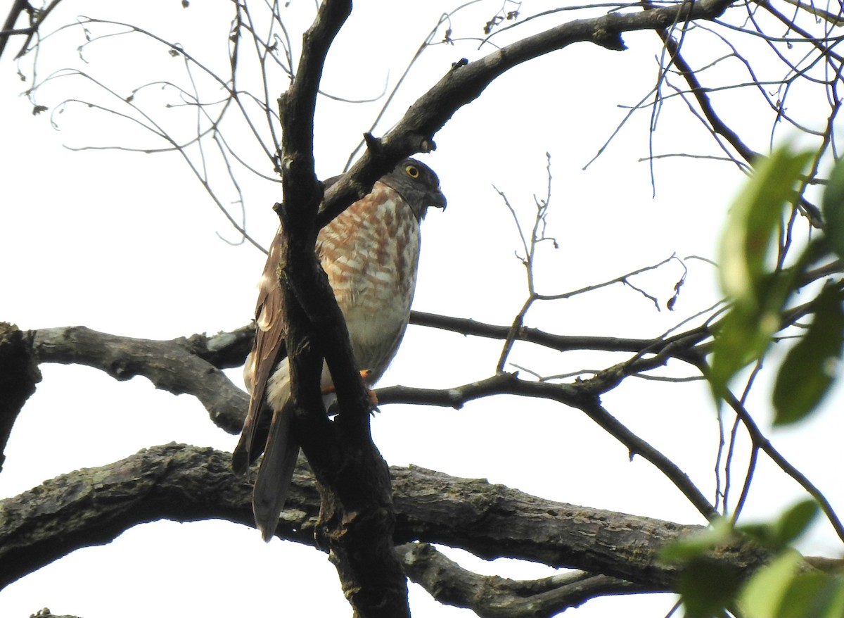 Chinese Sparrowhawk - ML646295700