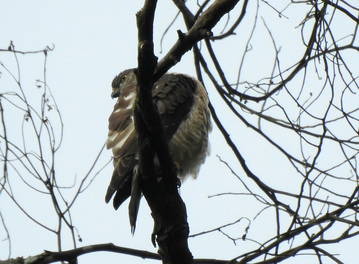 Chinese Sparrowhawk - ML646295701