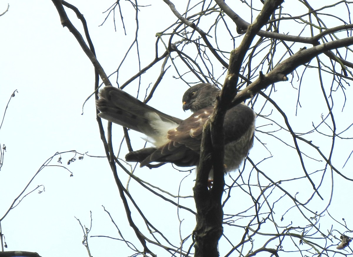 Chinese Sparrowhawk - ML646295702