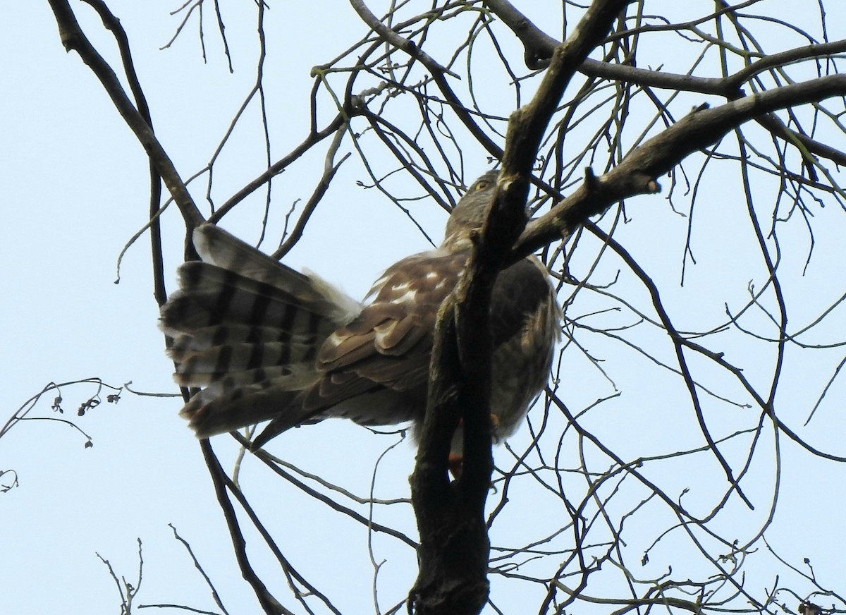 Chinese Sparrowhawk - ML646295703