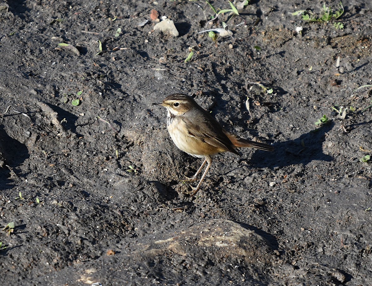Bluethroat - ML646295704