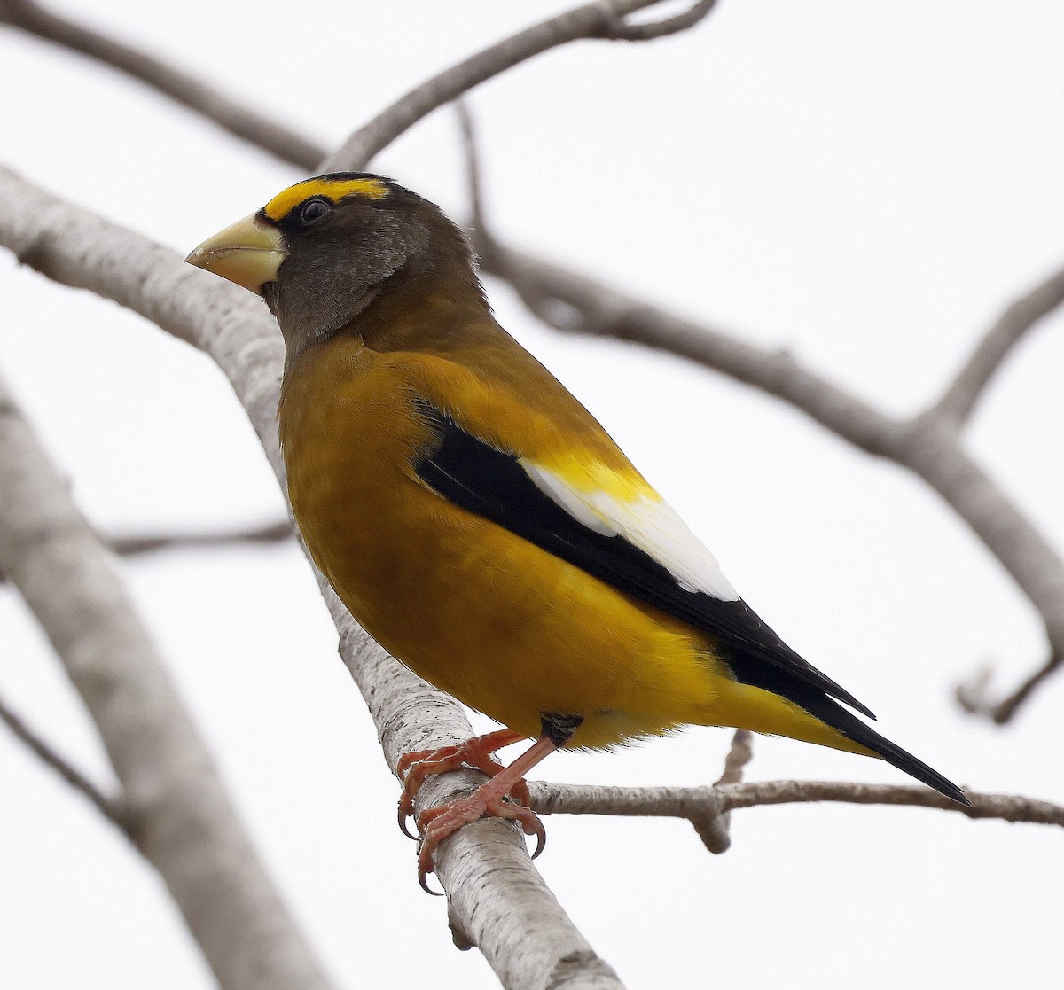 Evening Grosbeak - ML646295708