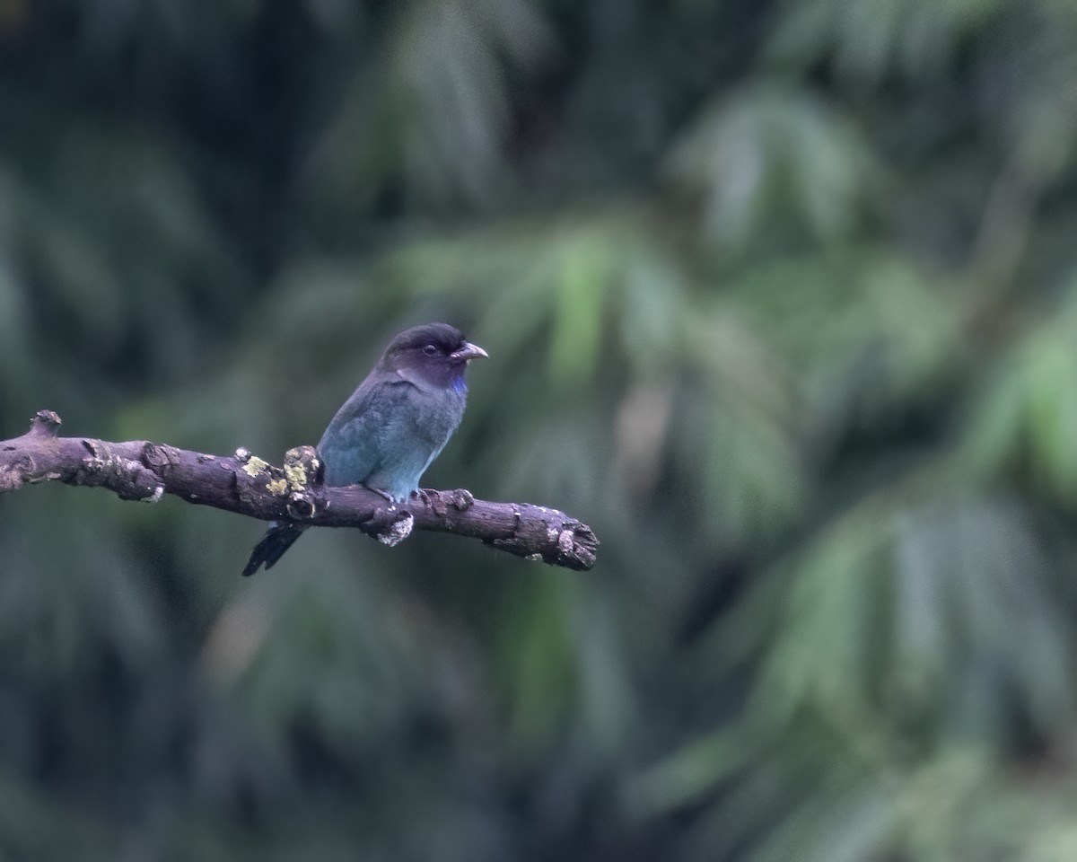 Dollarbird - ML646295709