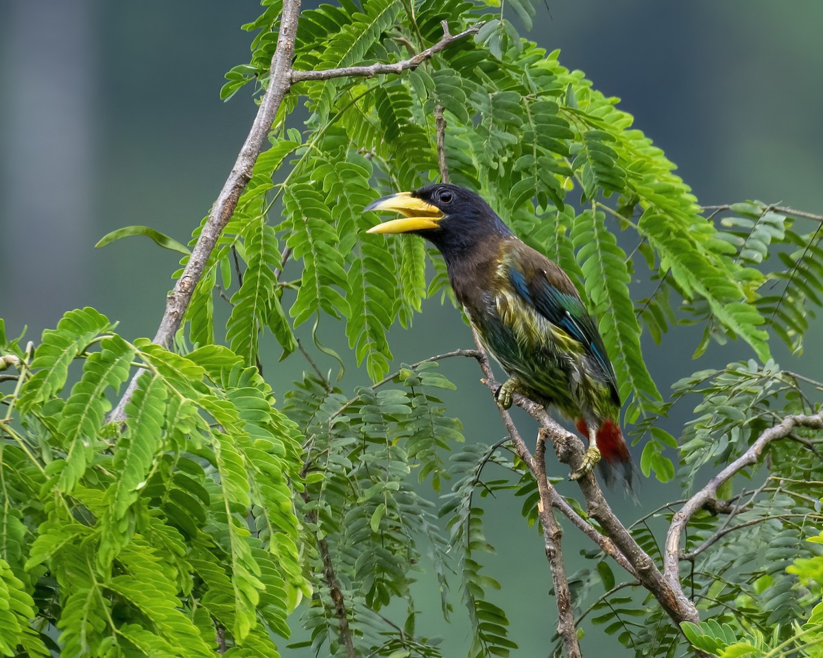 Great Barbet - ML646295714