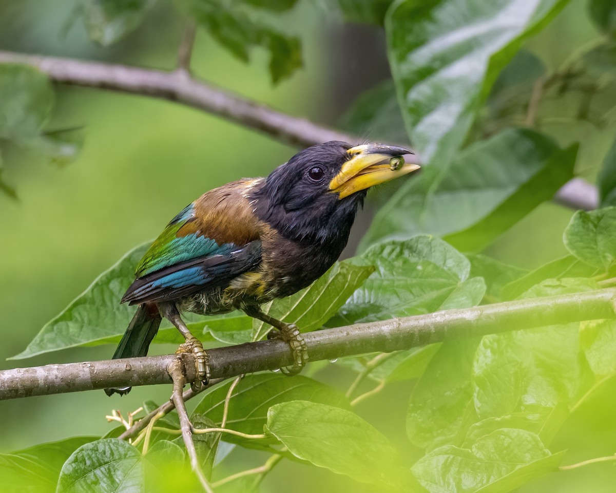 Great Barbet - ML646295715