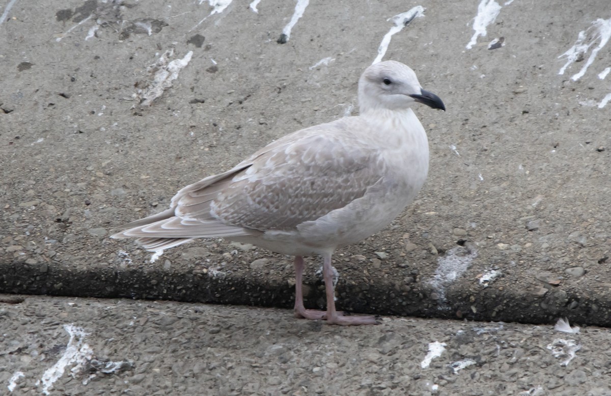 Glaucous-winged Gull - ML646295720
