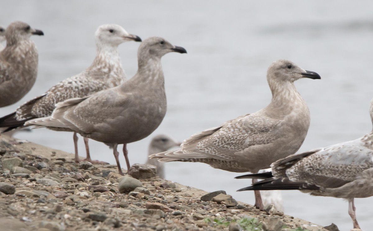 Glaucous-winged Gull - ML646295721