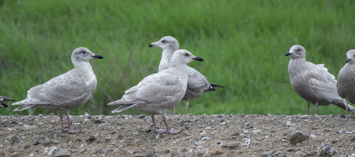 Glaucous-winged Gull - ML646295722