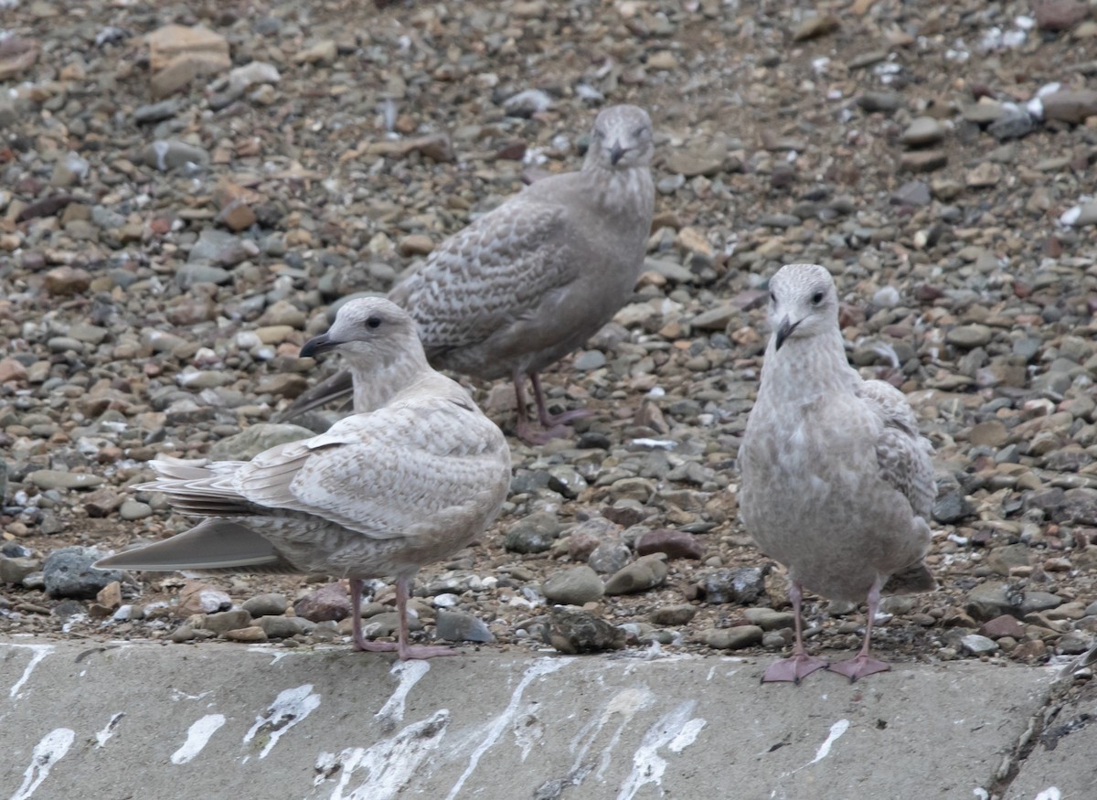 Glaucous-winged Gull - ML646295723
