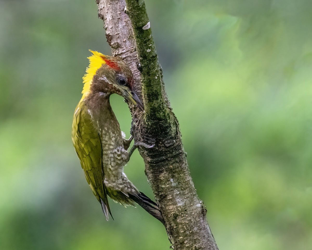 Küçük Sarıense - ML646295724