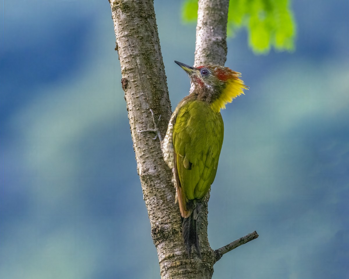 Küçük Sarıense - ML646295726