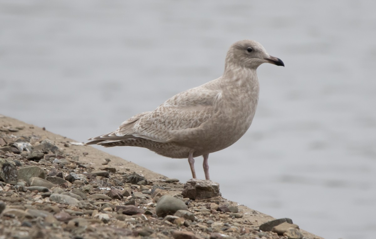 Iceland Gull (Thayer's) - ML646295734