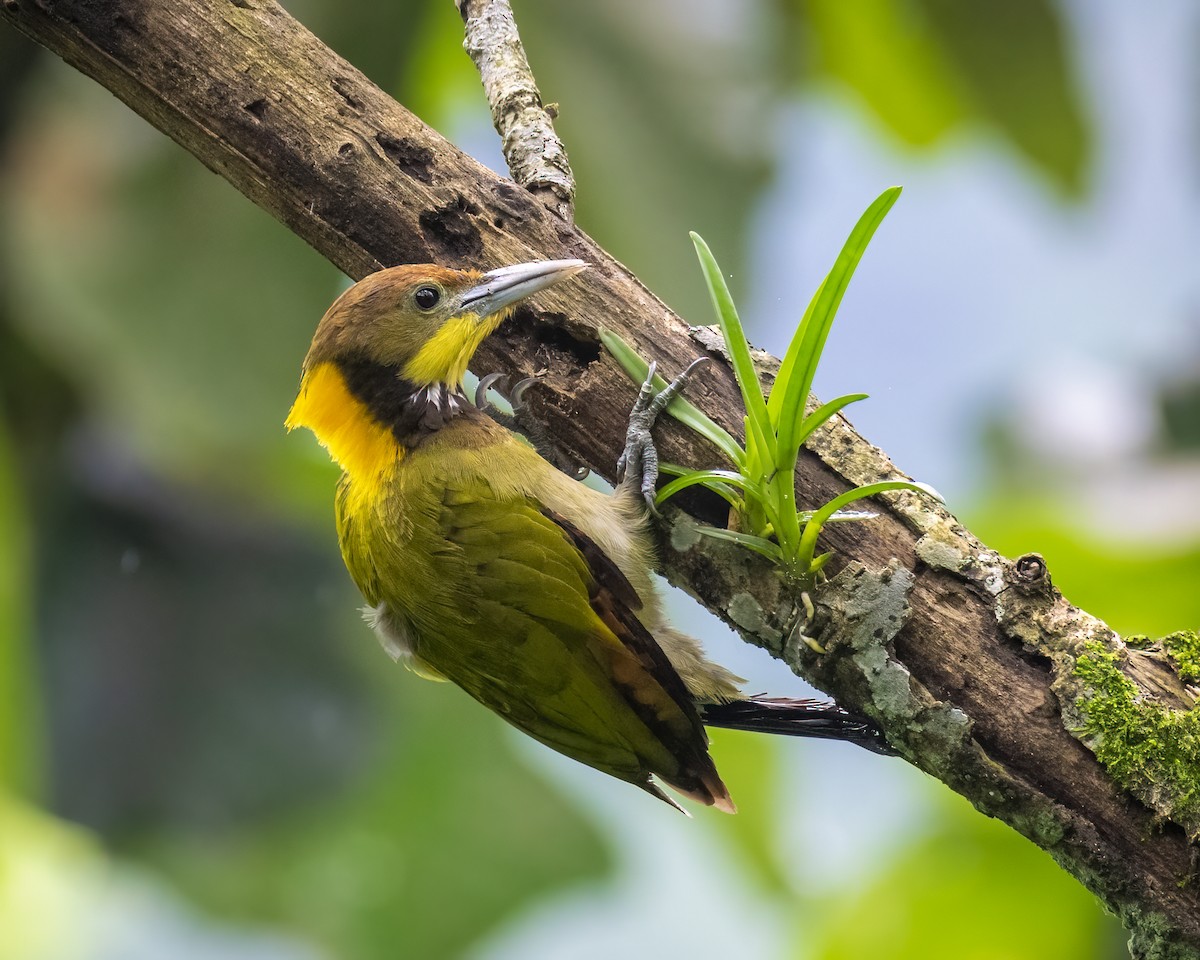 Greater Yellownape - ML646295736