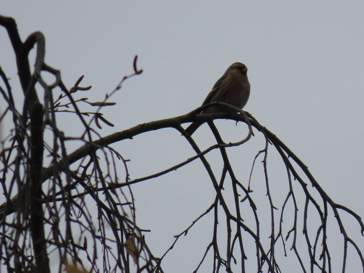 Redpoll - ML646295741