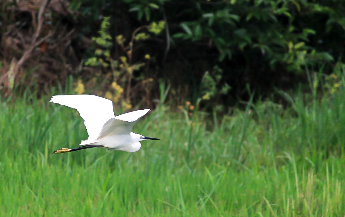 Little Egret - ML646295744