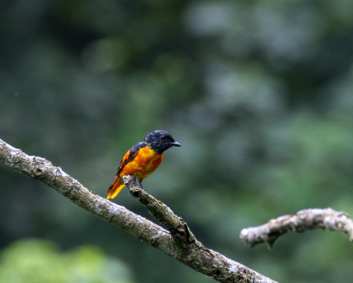 Scarlet Minivet - ML646295745