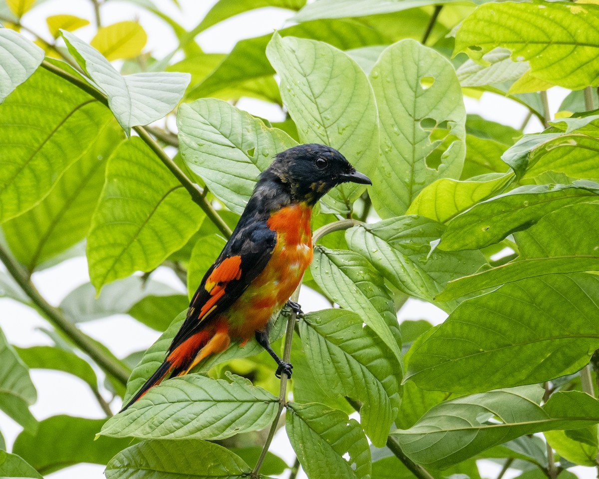 Scarlet Minivet - ML646295746