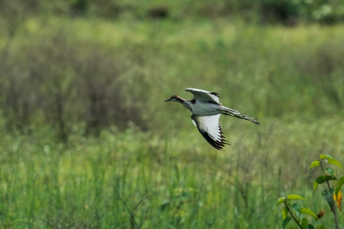 fasanbladhøne - ML646295747