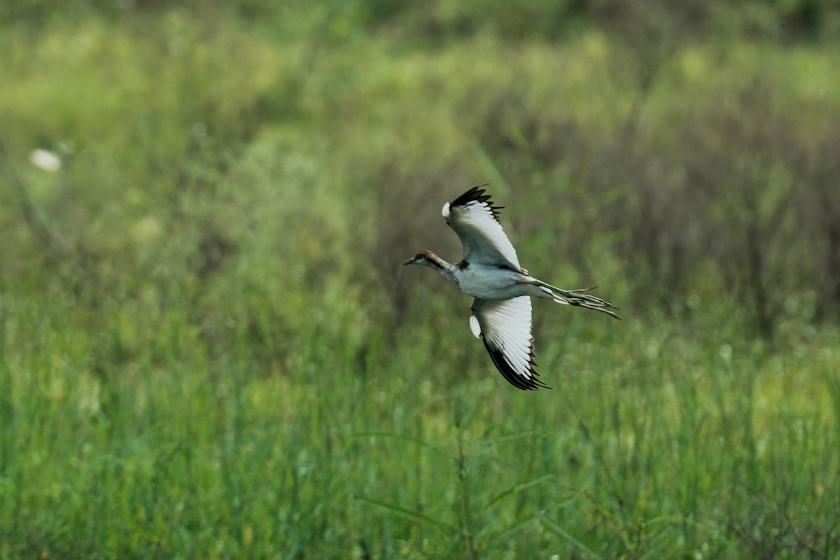 fasanbladhøne - ML646295748