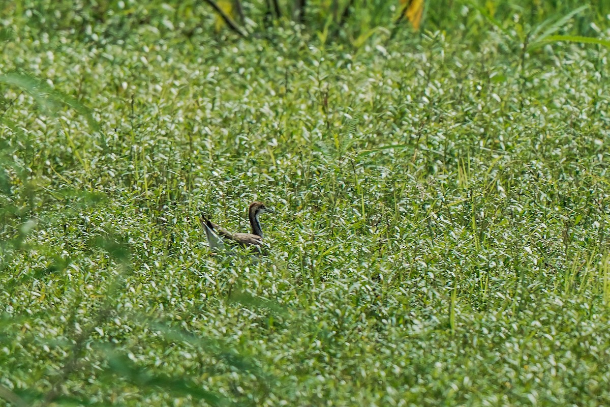 fasanbladhøne - ML646295749