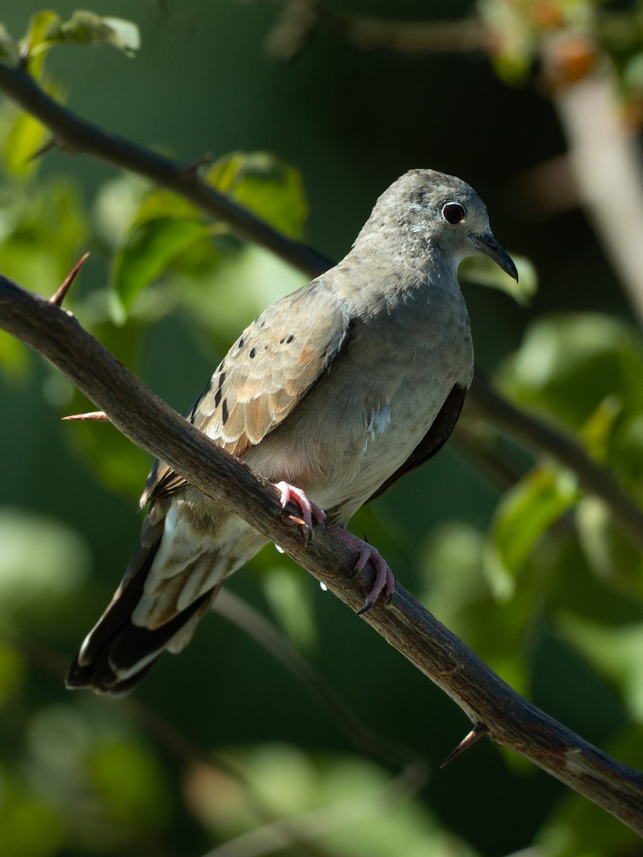 Ruddy Ground Dove - ML646295753