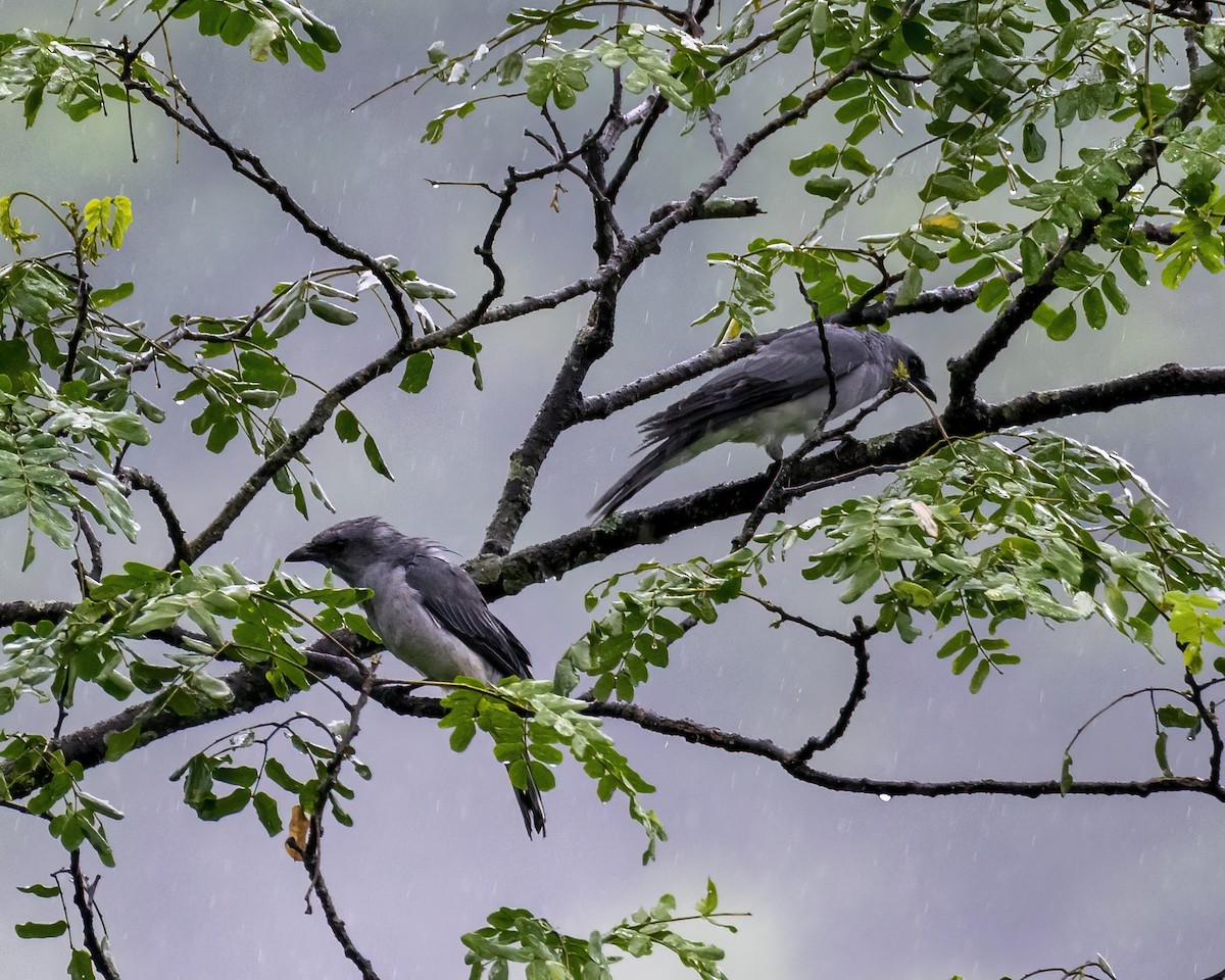 Black-winged Cuckooshrike - ML646295755
