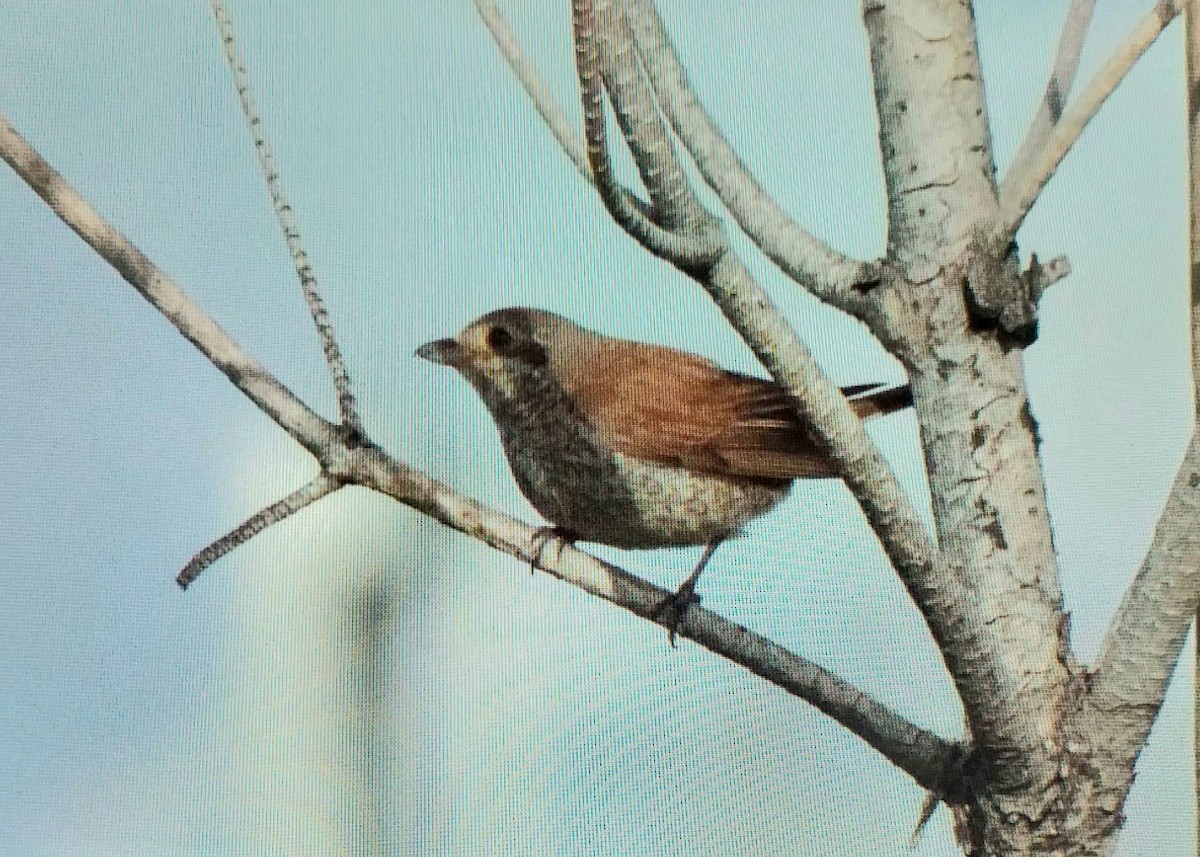 Red-backed Shrike - ML646295760