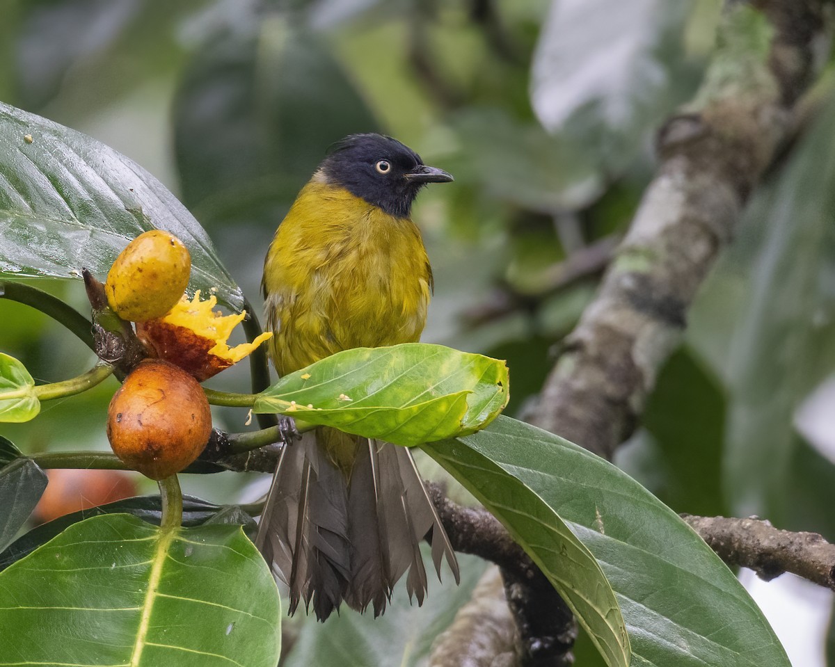 Black-crested Bulbul - ML646295762