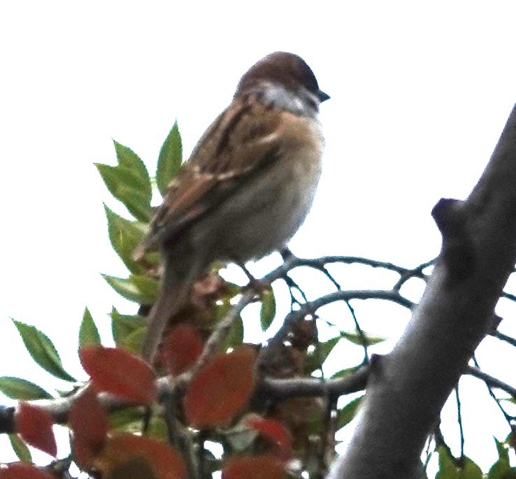 Eurasian Tree Sparrow - ML646295763