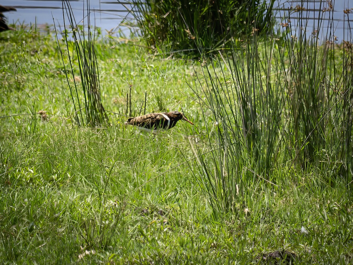 Australian Painted-Snipe - ML646295764