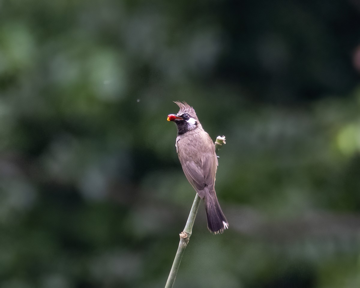 Himalayan Bulbul - ML646295766